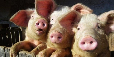 Vakcinacije za svinje